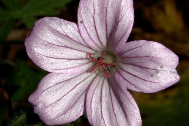 Geranium seemannii