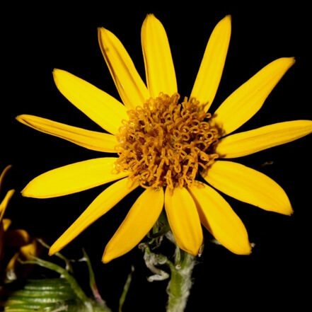 Senecio oerstedianus