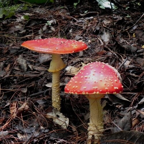 Amanita muscaria