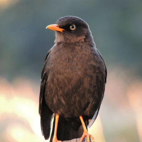 Turdus nigrescens