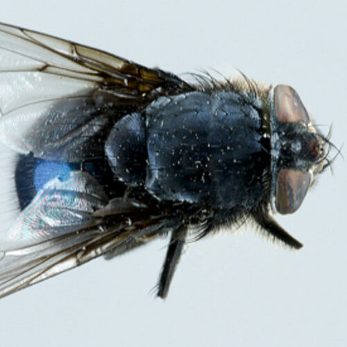 calliphora irazuana