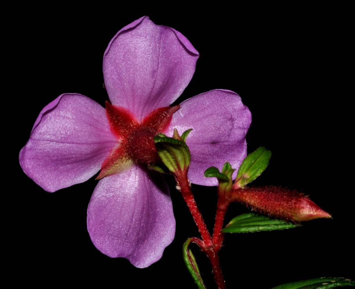 Rosa de los volcanes (Monochaetum vulcanicum)