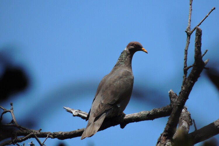 Paloma collareja (Patagioenas fasciata)
