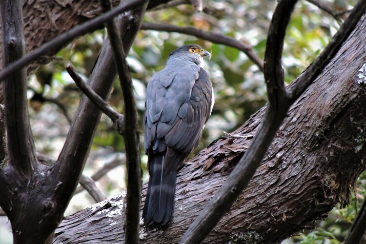 Gavilán bicolor (Accipiter bicolor)