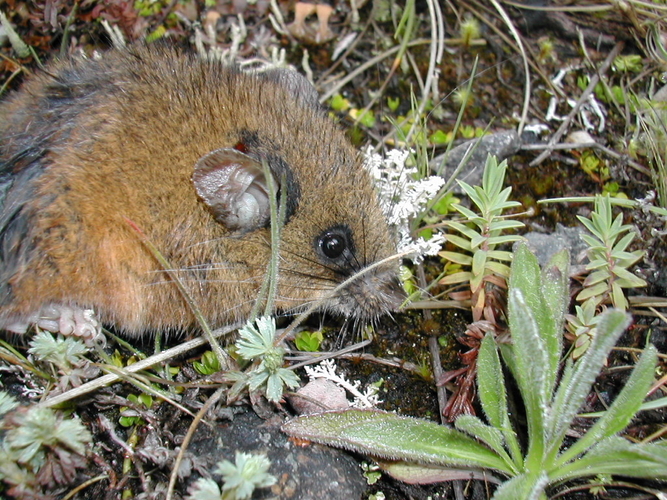Ratón cosechero pardo (Reithrodontomys creper)