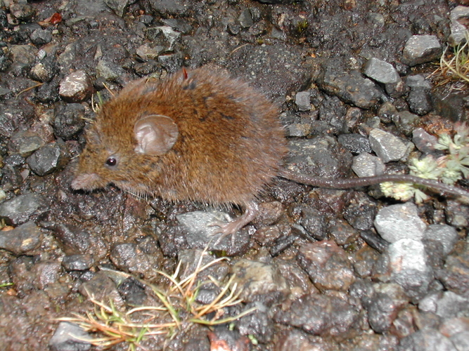 Ratón cantor de cola larga (Scotinomys xerampelinus)