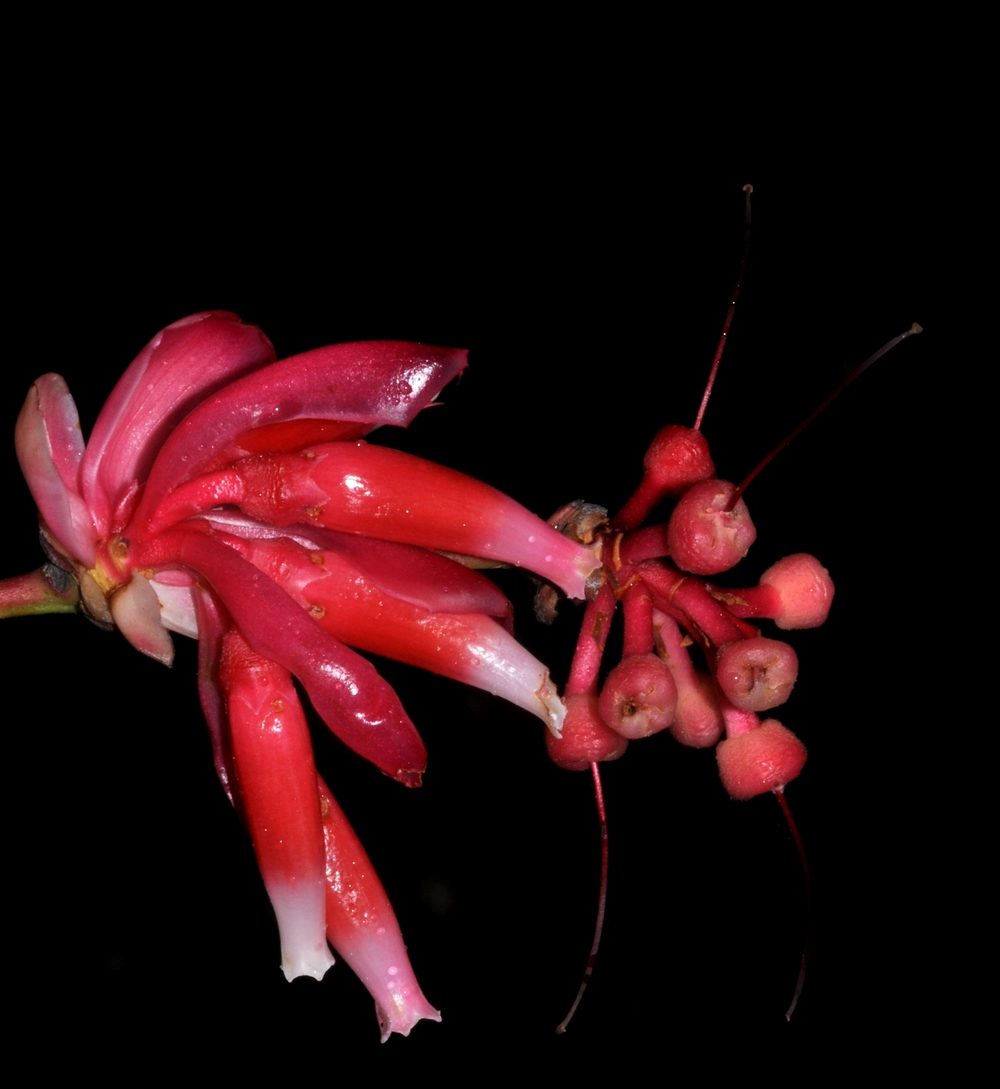 Colmillo (Cavendishia bracteata)
