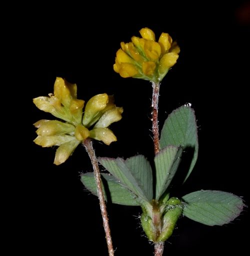 Tebol (Trifolium dubium)