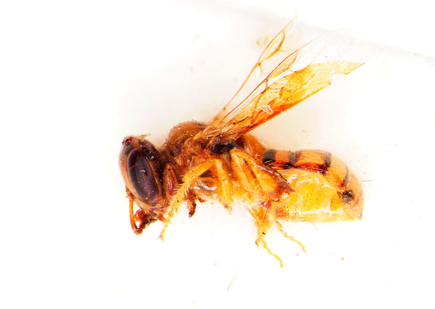 Trigonisca discolor