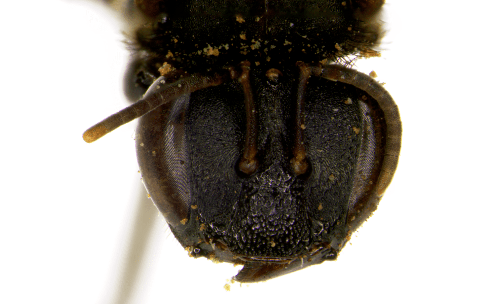 Cephalotrigona zexmeniae