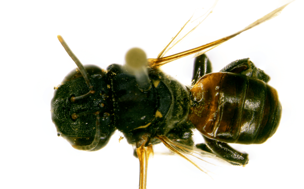 Cephalotrigona zexmeniae