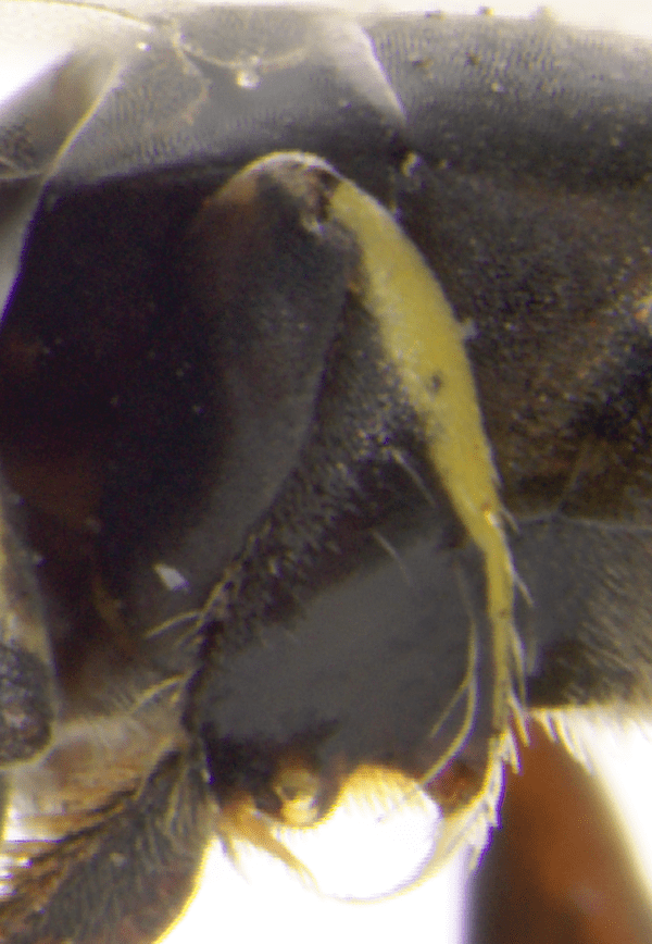 Paratrigona ornaticeps
