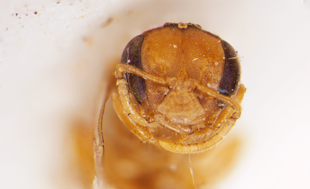 Trigonisca discolor