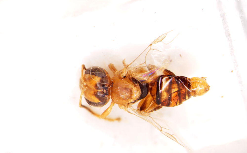 Trigonisca discolor