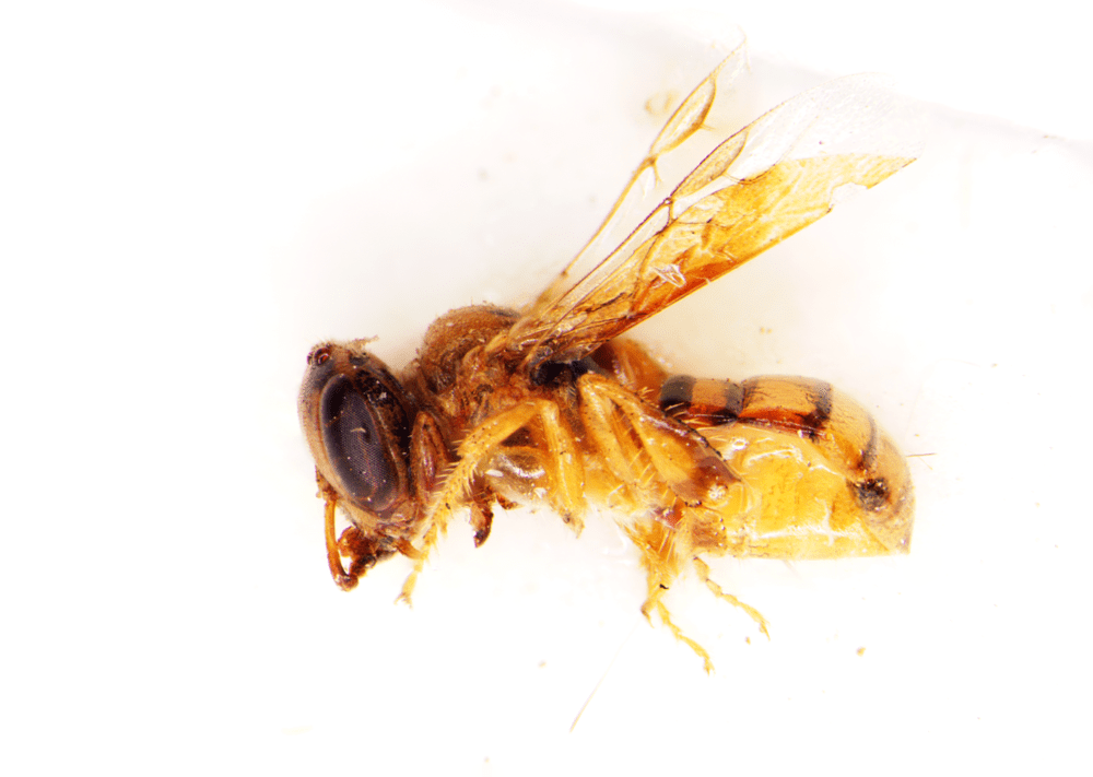 Trigonisca discolor