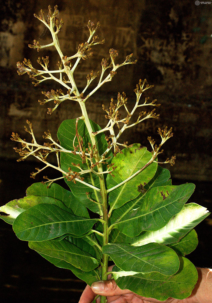 Anacardium excelsum