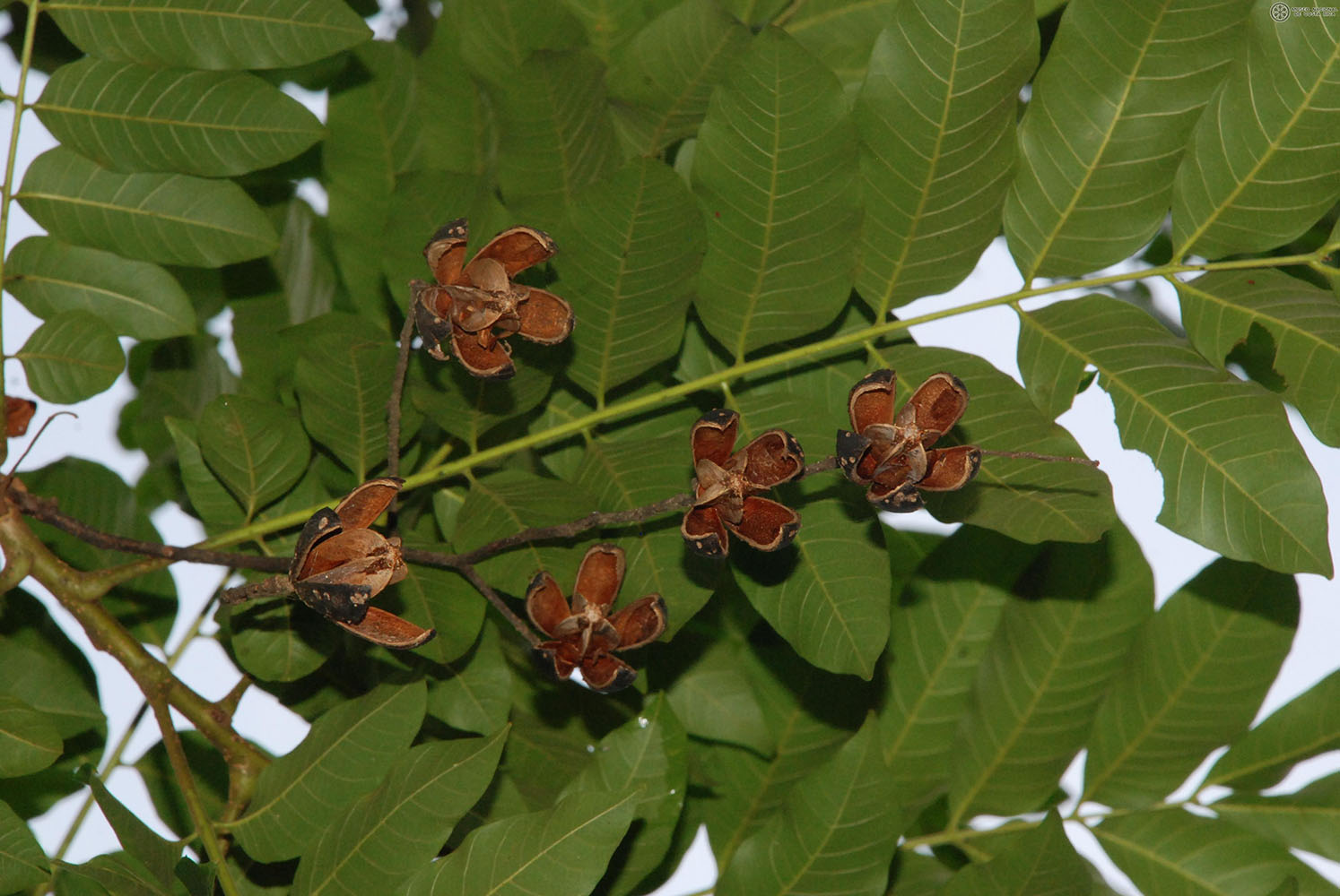 Cedrela odorata