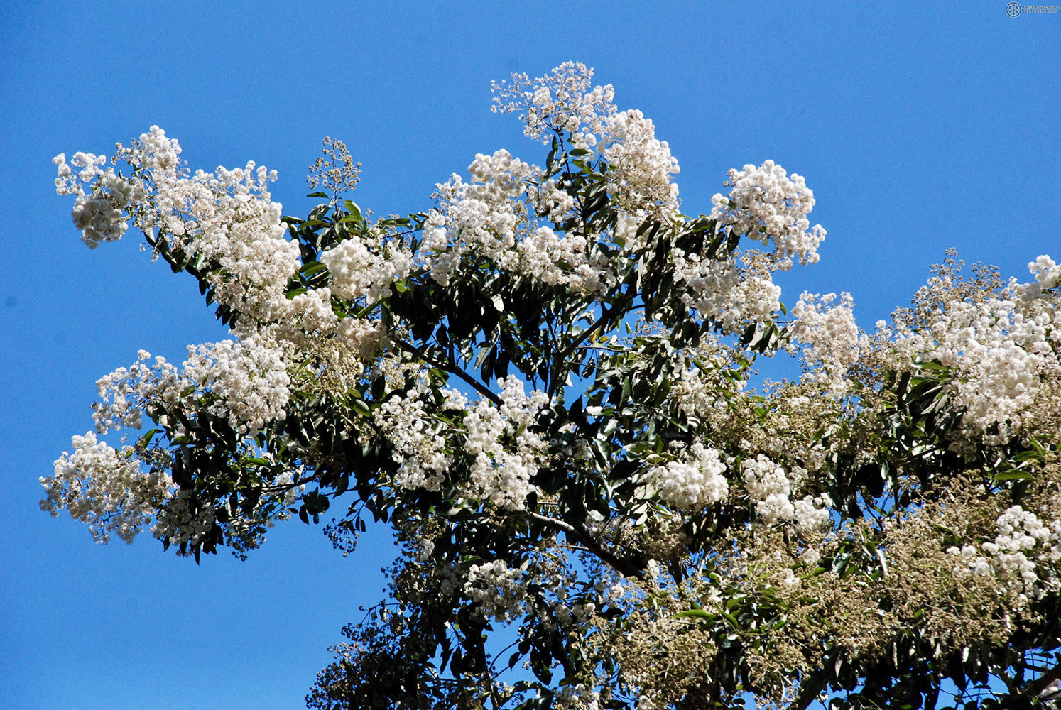 Cordia alliodora