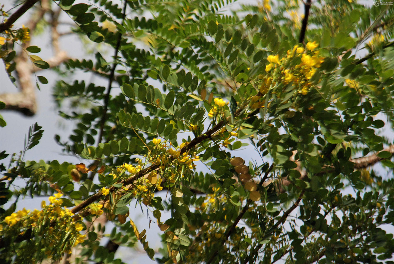 Diphysa americana