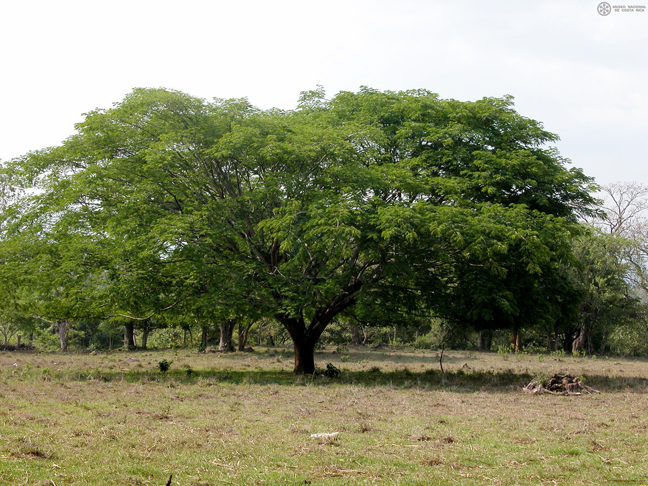 Enterolobium cyclocarpum