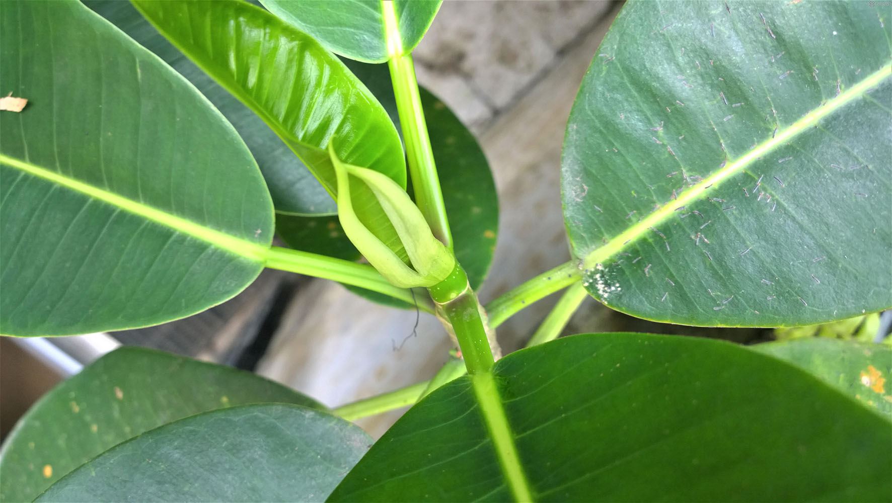 Ficus jimenezii