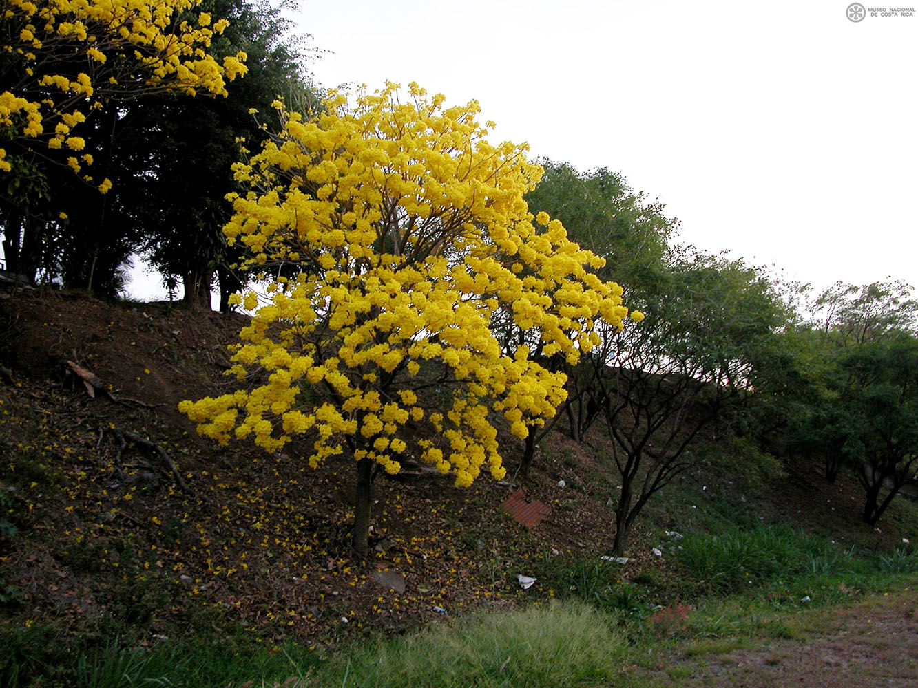 Handroanthus ochraceus