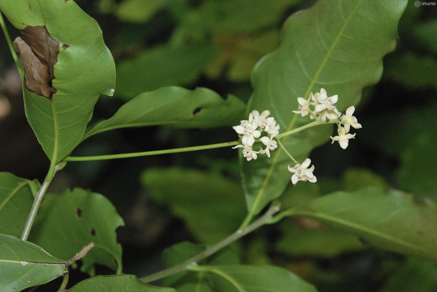 Ocotea veraguensis