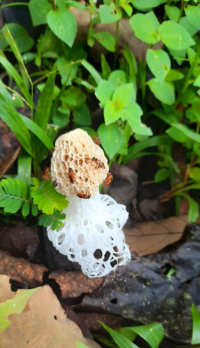 Trigona (Trigona) muzoensis extrayedo esporas en un hongo “Velo de novia”
