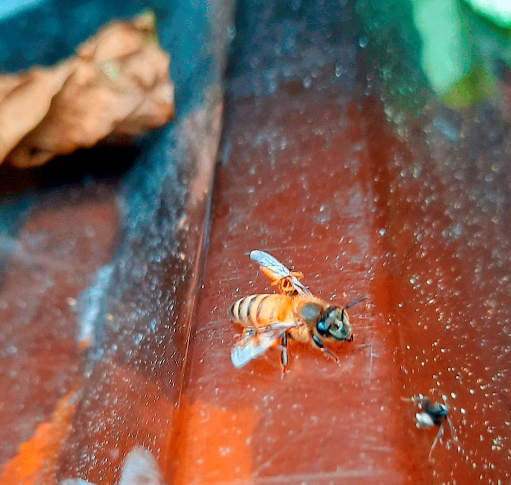 Mariola atacando a una abeja africanizada