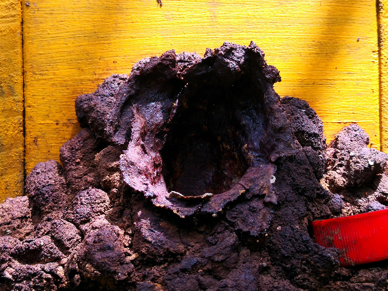 Scaptotrigona subobscuripennis