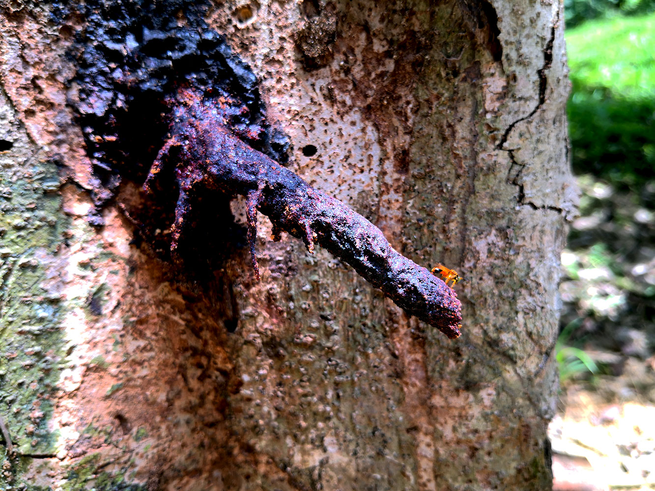 Trigona (Tetragona) ziegleri