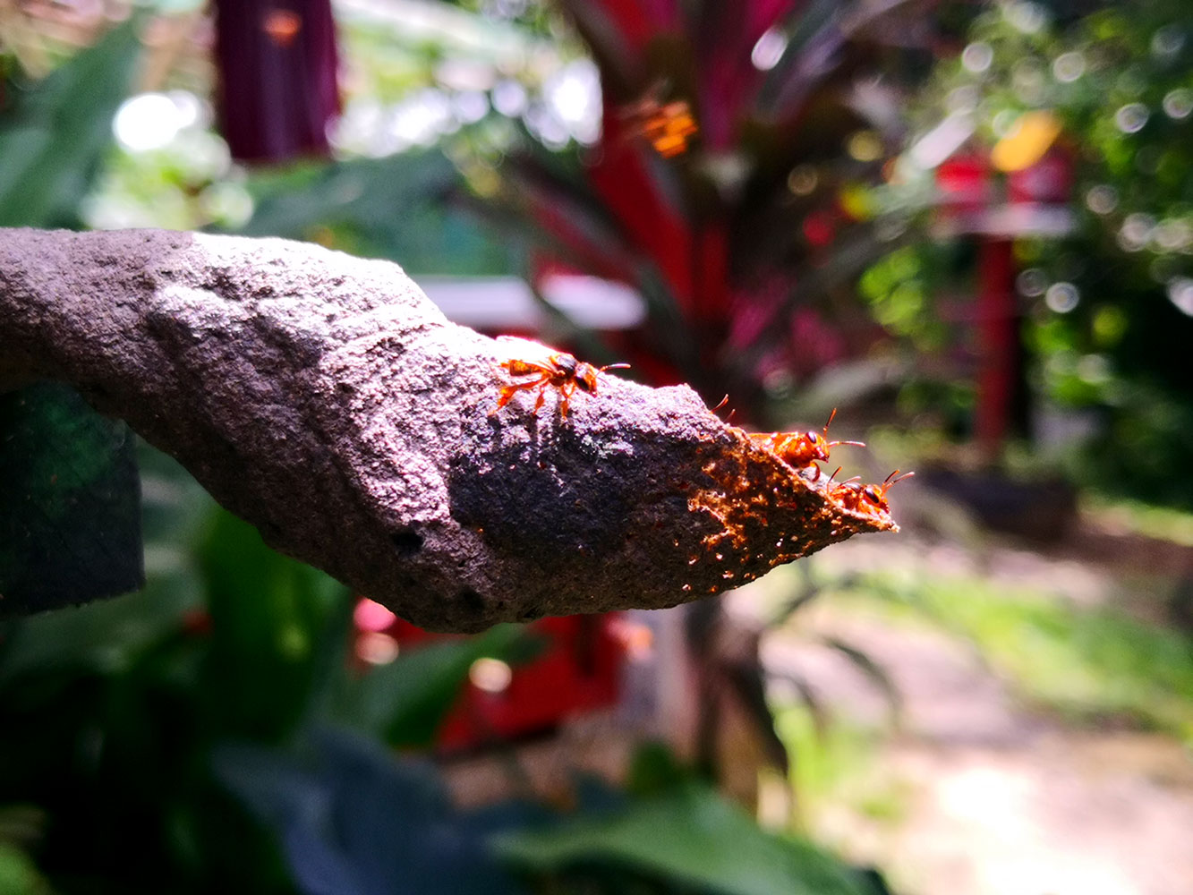 Scaptotrigona pectoralis