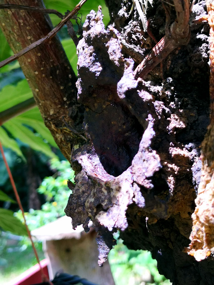 Scaptotrigona subobscuripennis