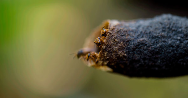 Museo Nacional de Costa Rica: Plataforma en Línea para Explorar el Fascinante Mundo de las Abejas Sin Aguijón