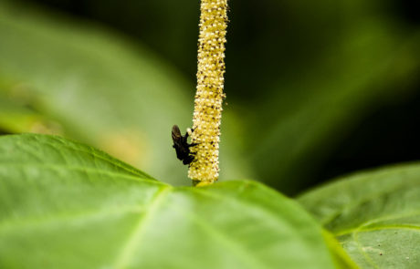 Trigona (Trigona) silvestriana