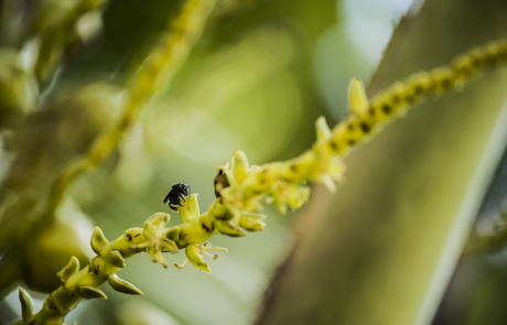 Trigona (Trigona) silvestriana