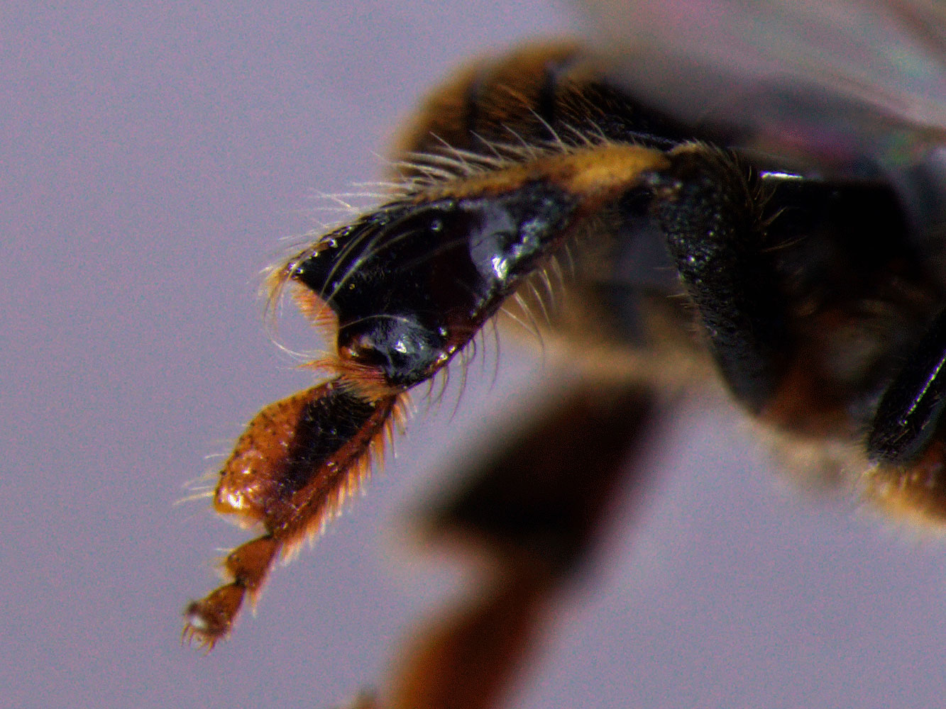 Nannotrigona mellaria