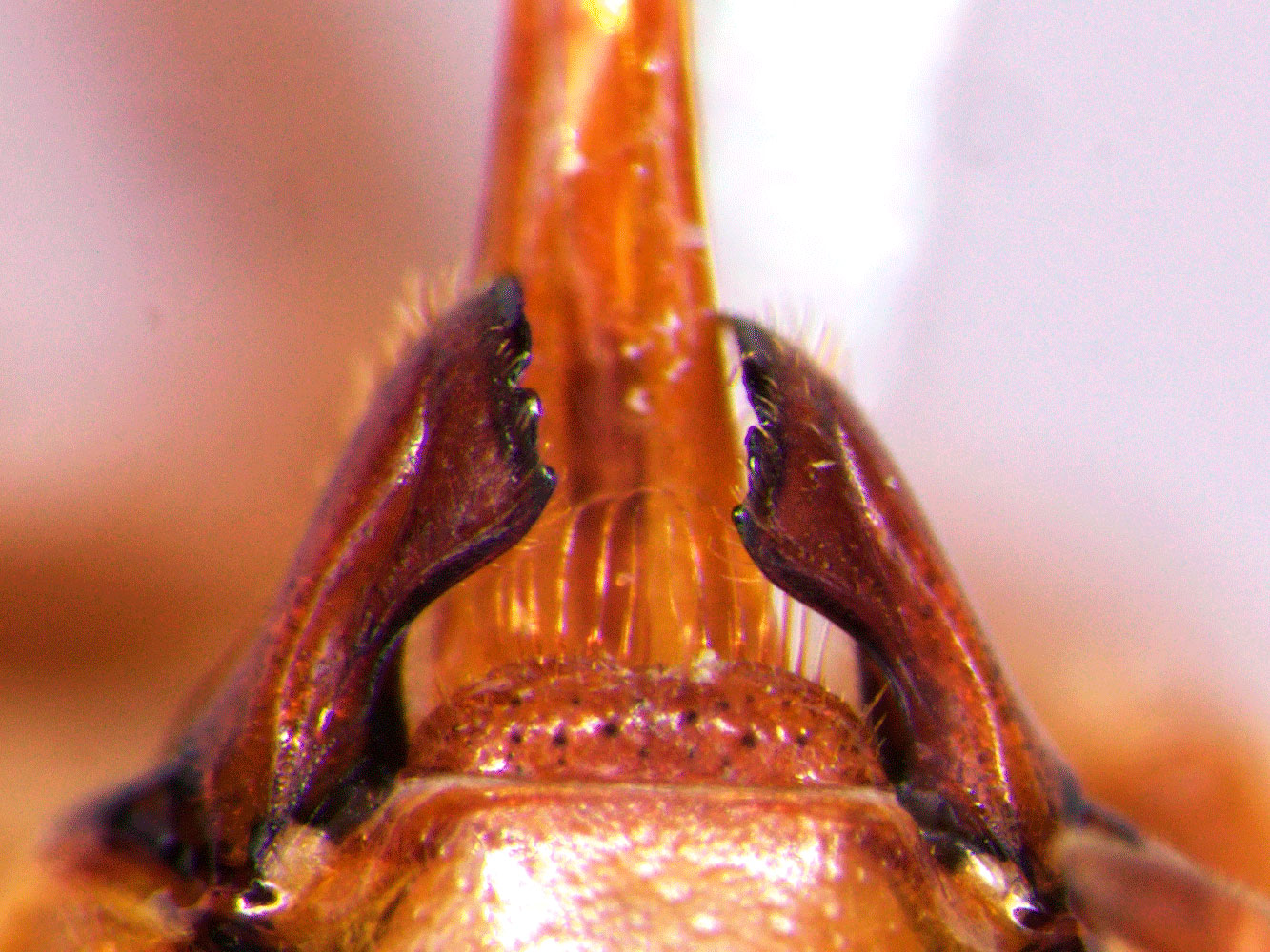Scaptotrigona pectoralis