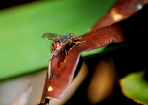 Piquero patirrojo (Sula sula).