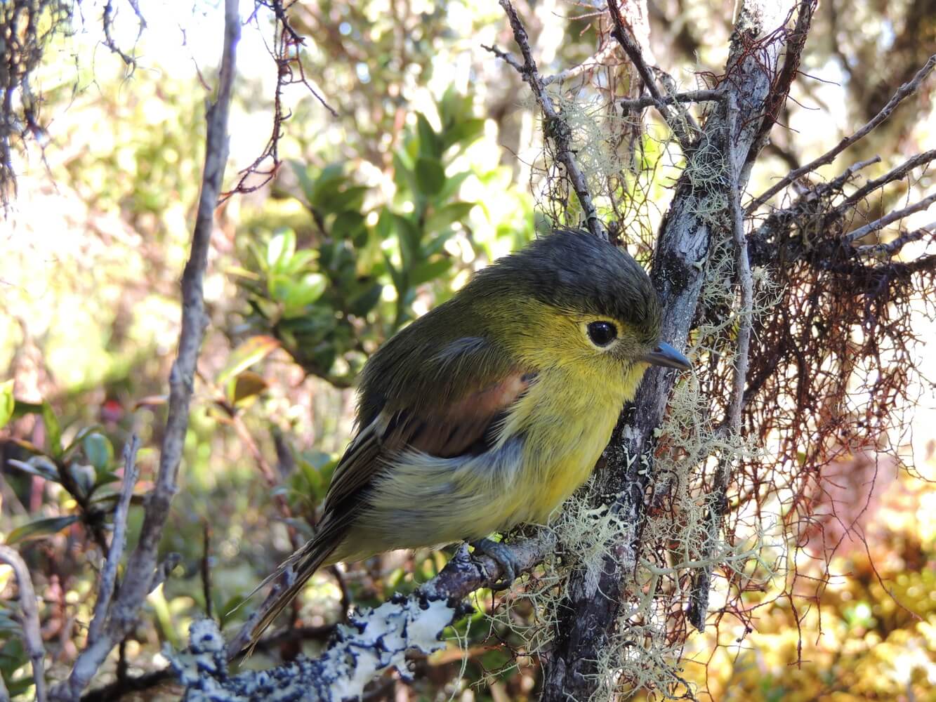 Cabezón ondeado (Pachyramphus versicolor), especie residente