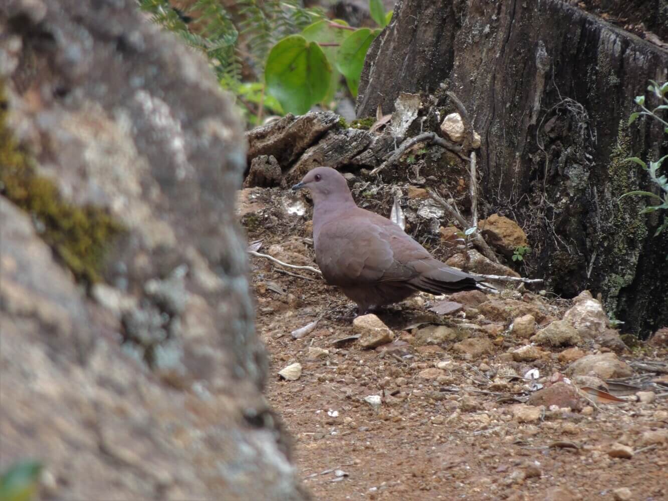 Paloma rojiza (Patagioenas subvinacea), catalogada vulnerable (UICN)