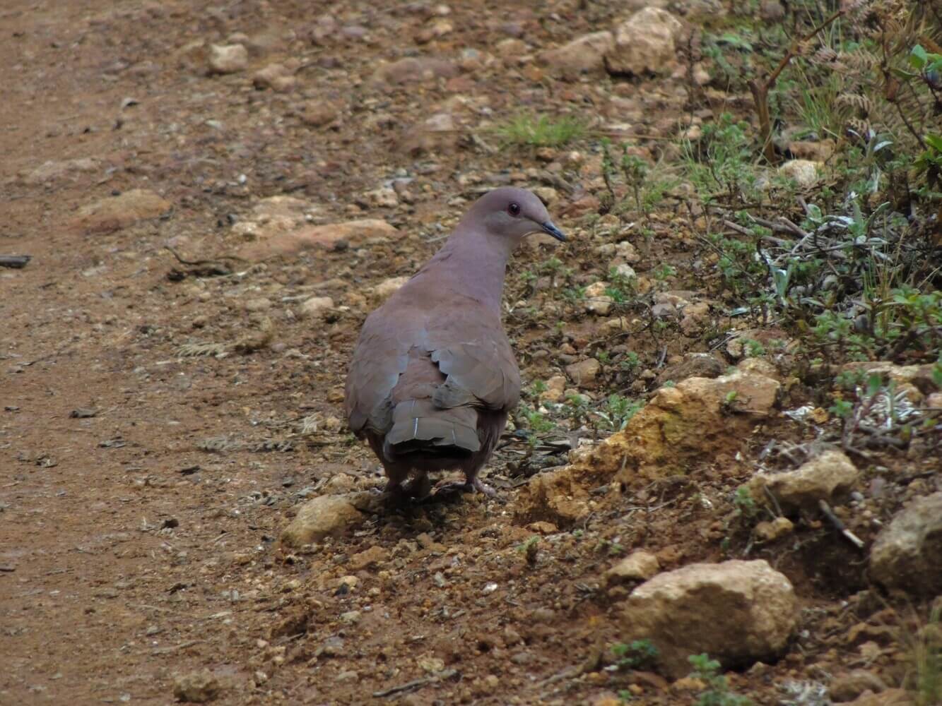 Paloma rojiza (Patagioenas subvinacea), familia Columbidae