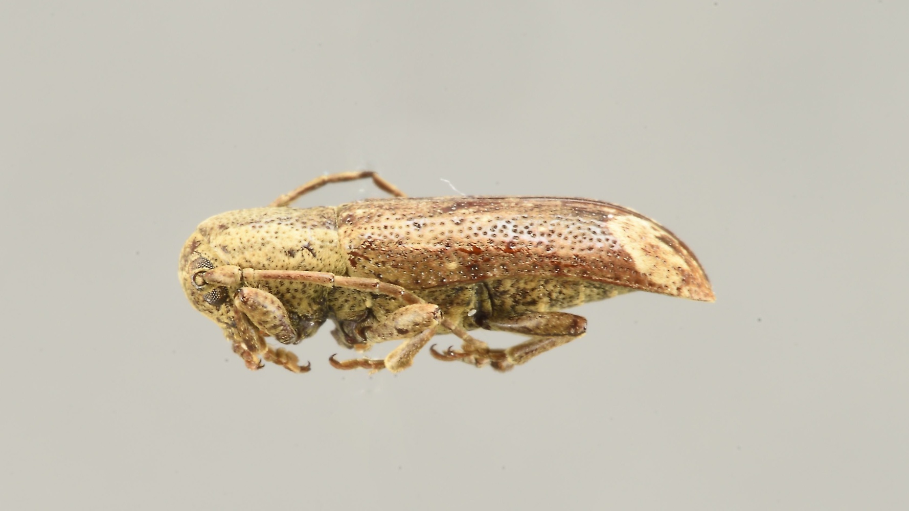 Adelus nesiotes (Curculionidae)