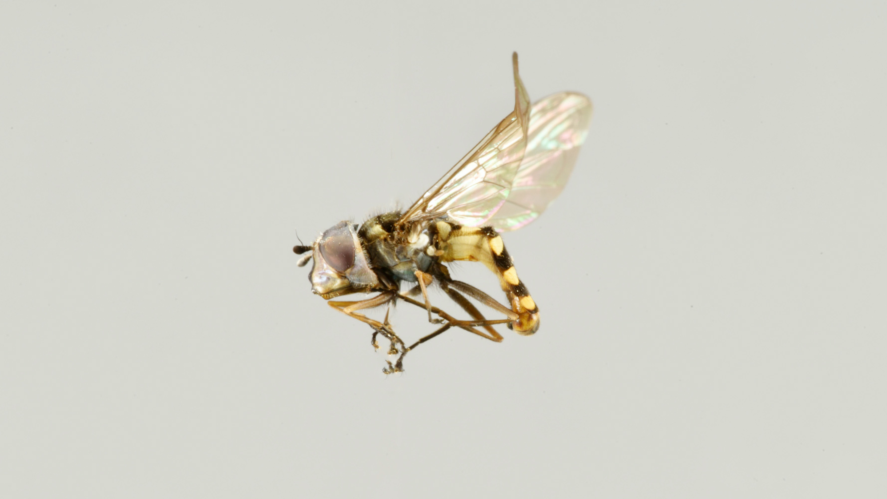 Allograpta centropogonis (Syrphidae)