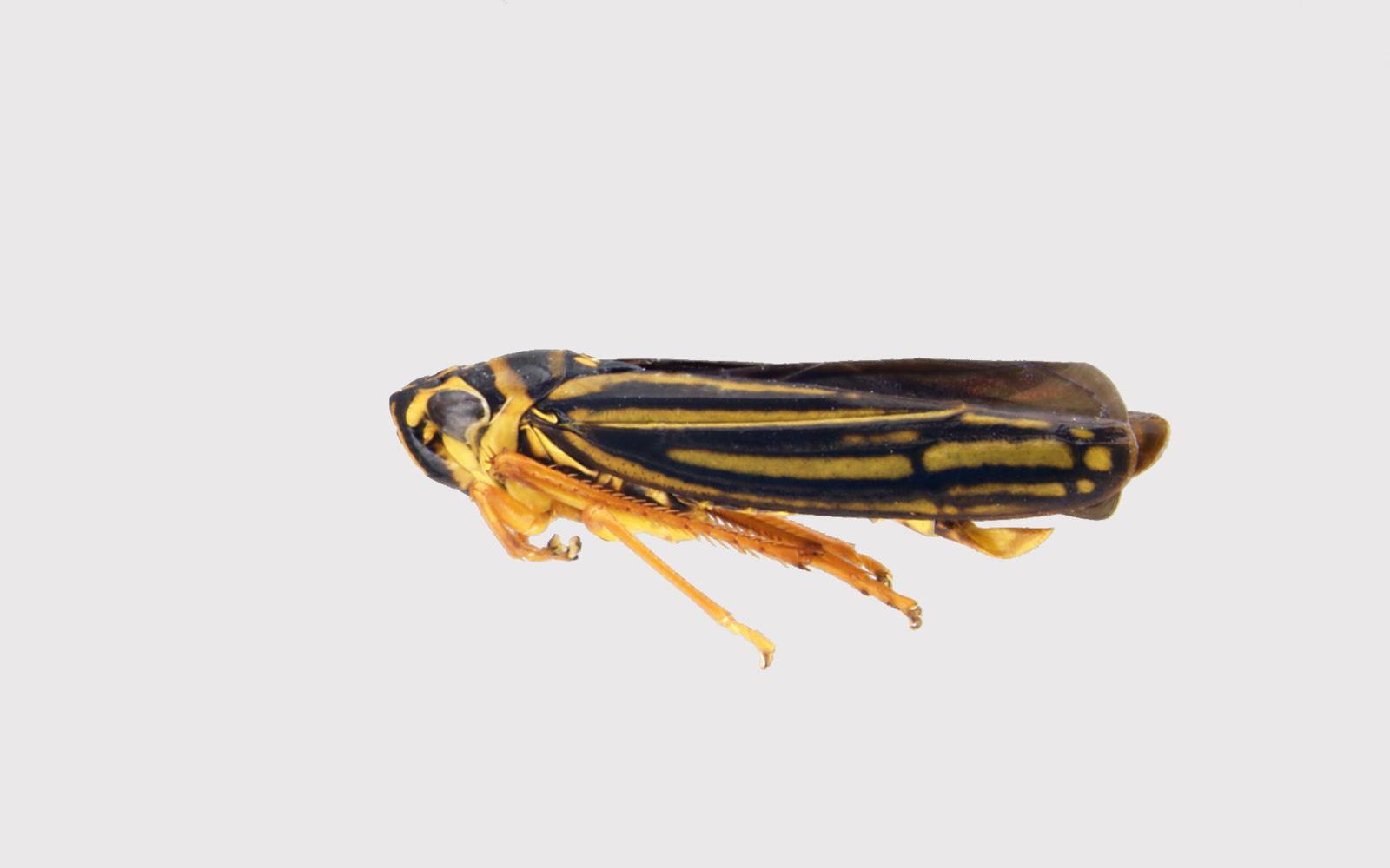 Barbinolla indignata (Cicadellidae)