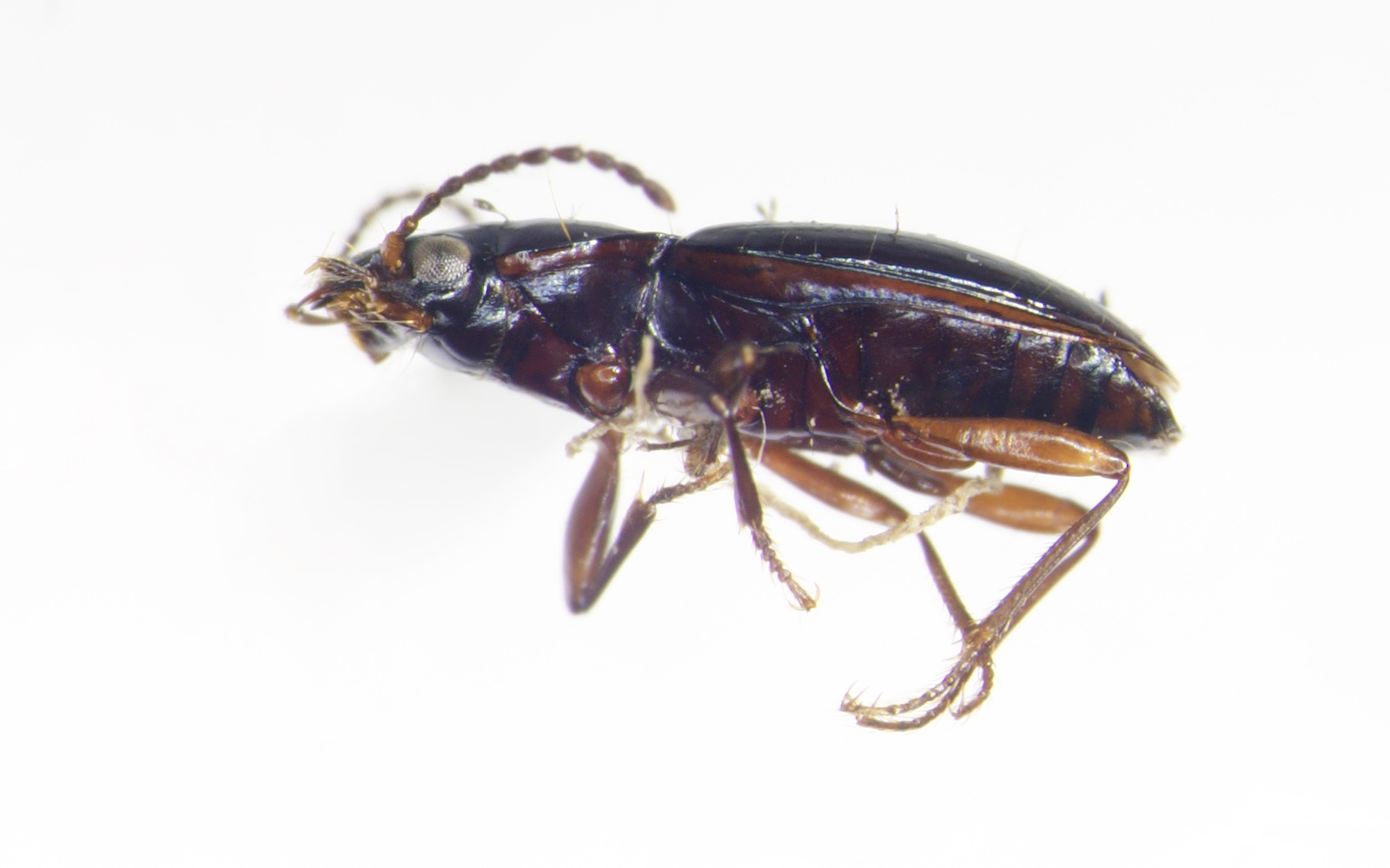 Bembidium vulcanium (Carabidae)