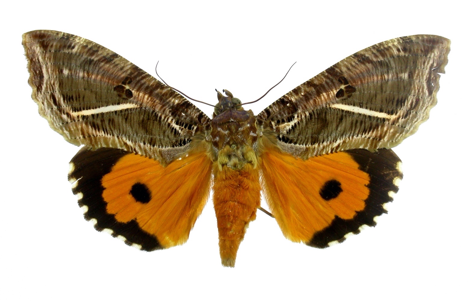 Eudocima apta (Erebidae)