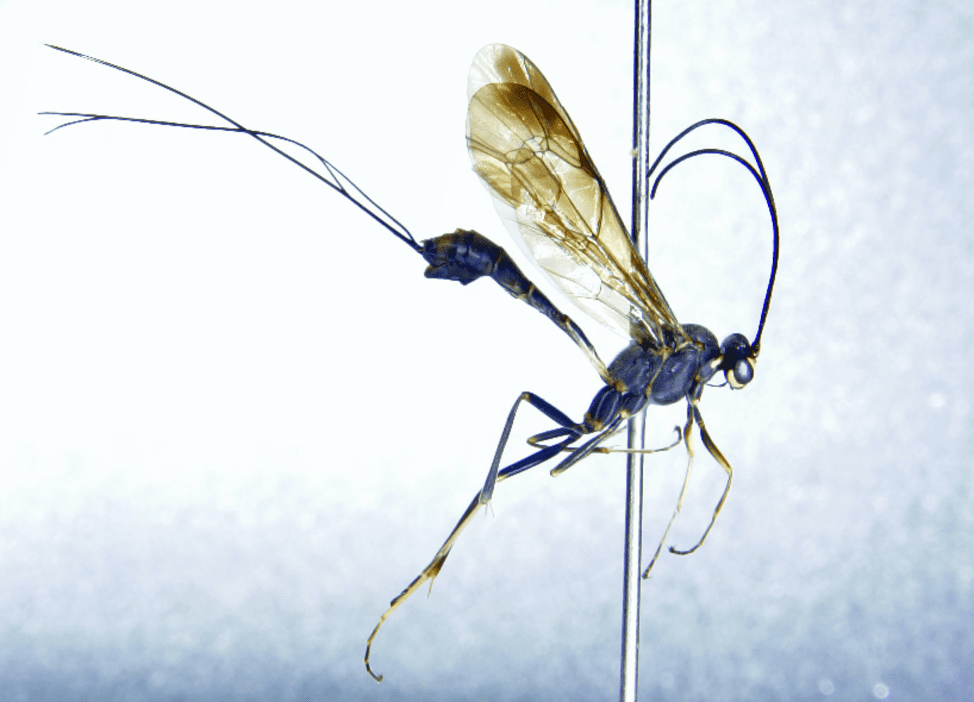 Loxodocus genalis (Ichneumonidae)