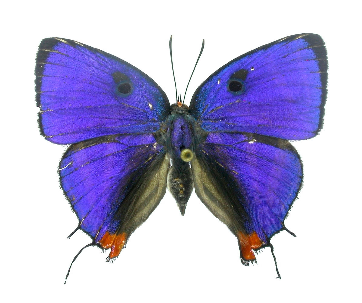 Panthiades bathildis (Lycaenidae)
