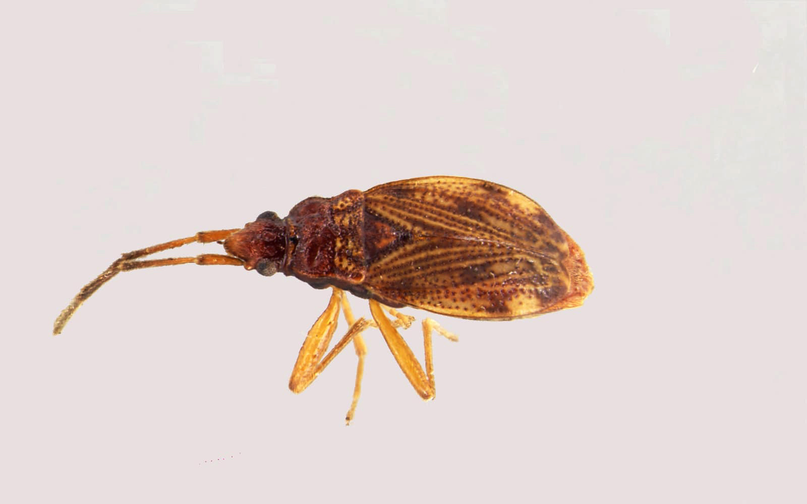 Pseudomenus veovatus (Rhyparochromidae)